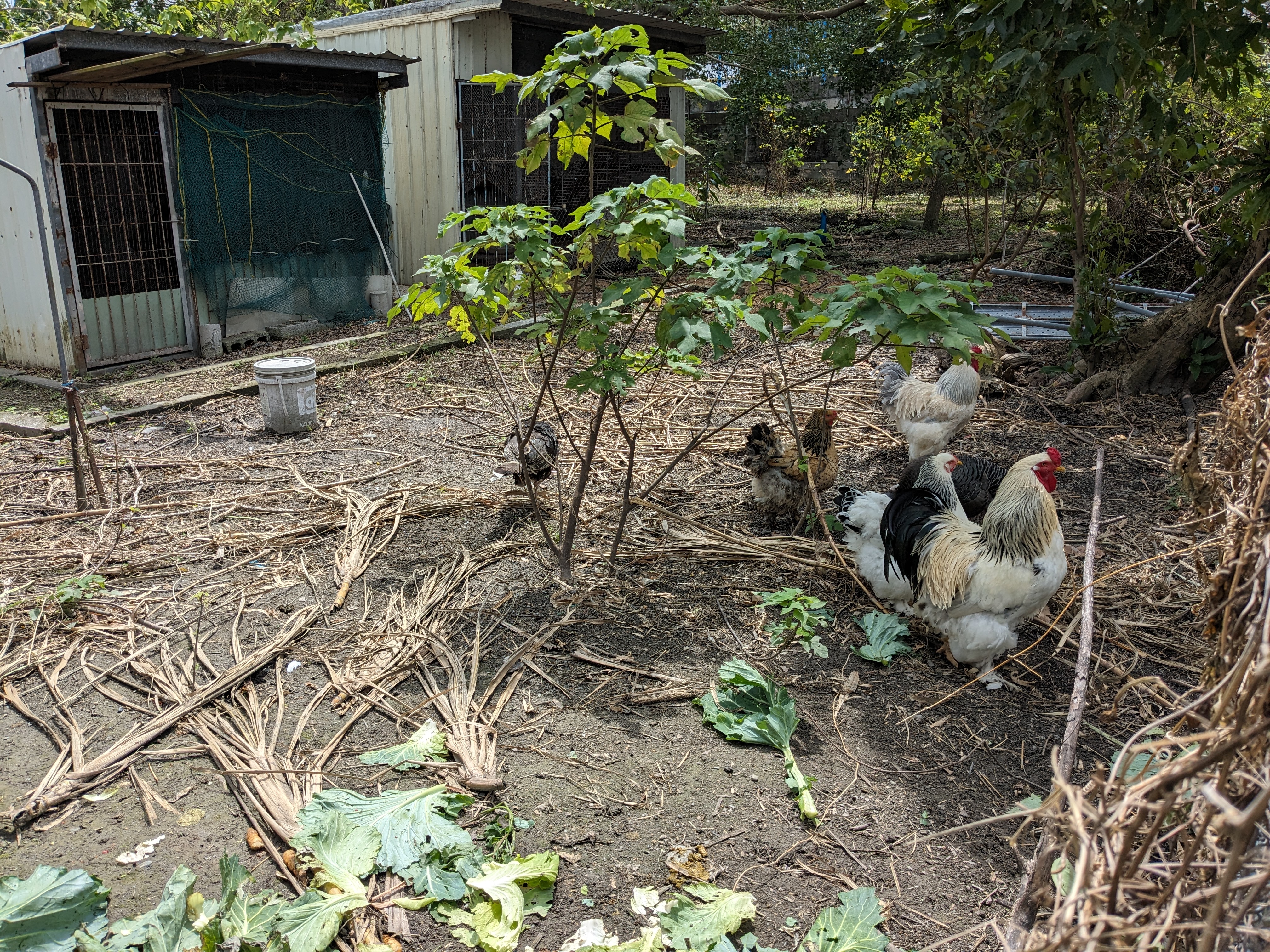 畜禽飼養區