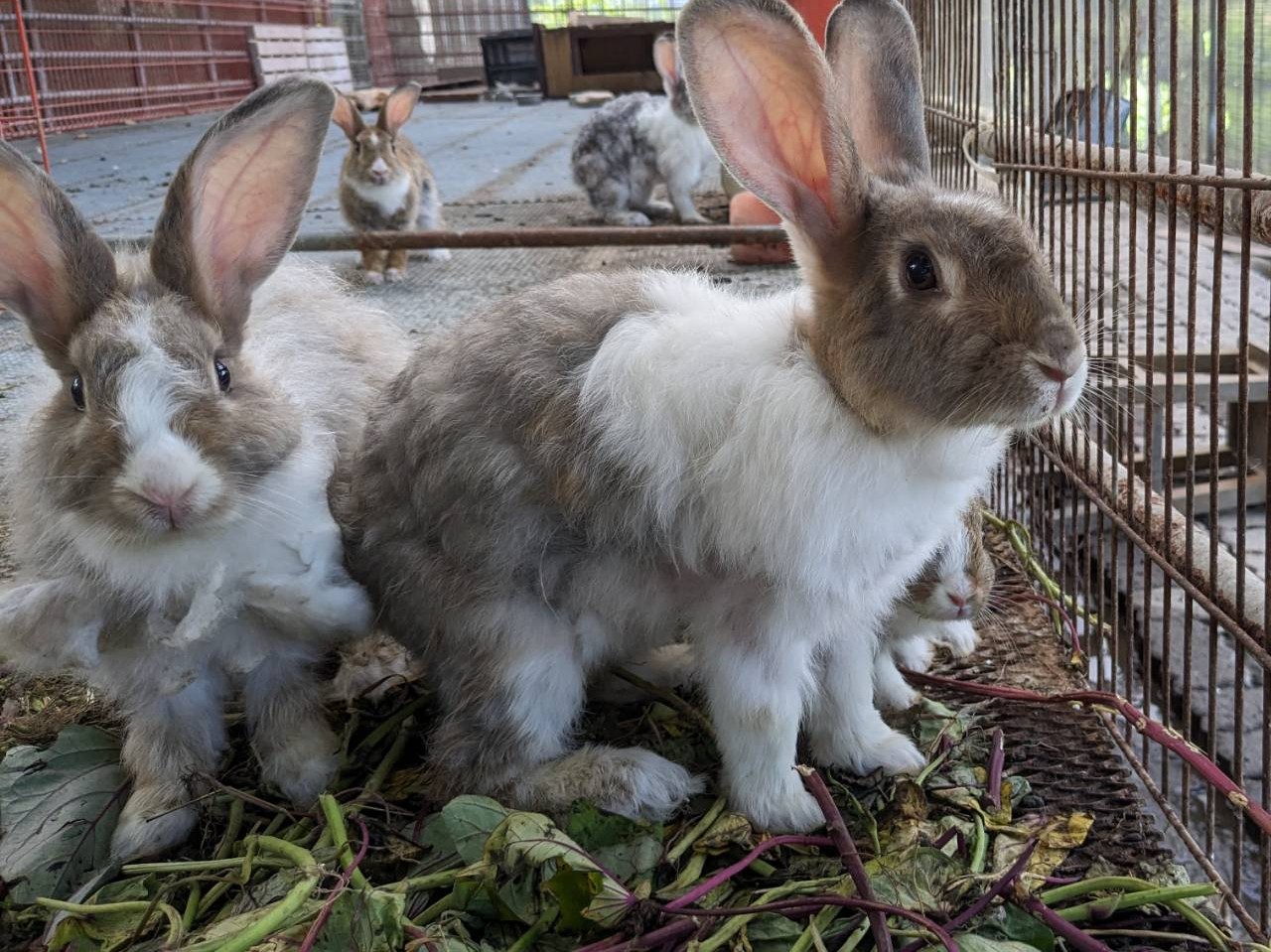 畜禽飼養區
