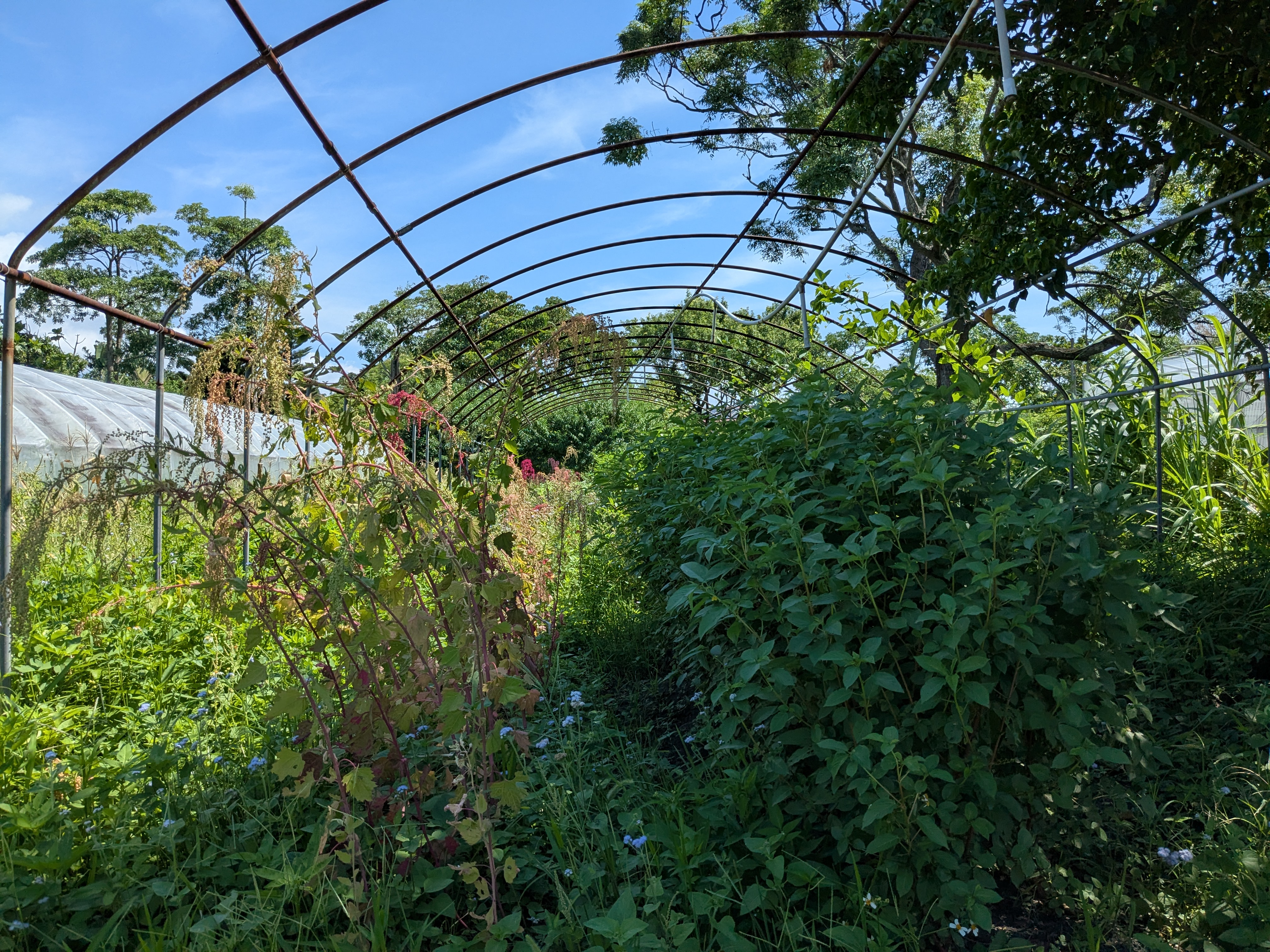 原住民作物栽培區 原住民作物栽培區