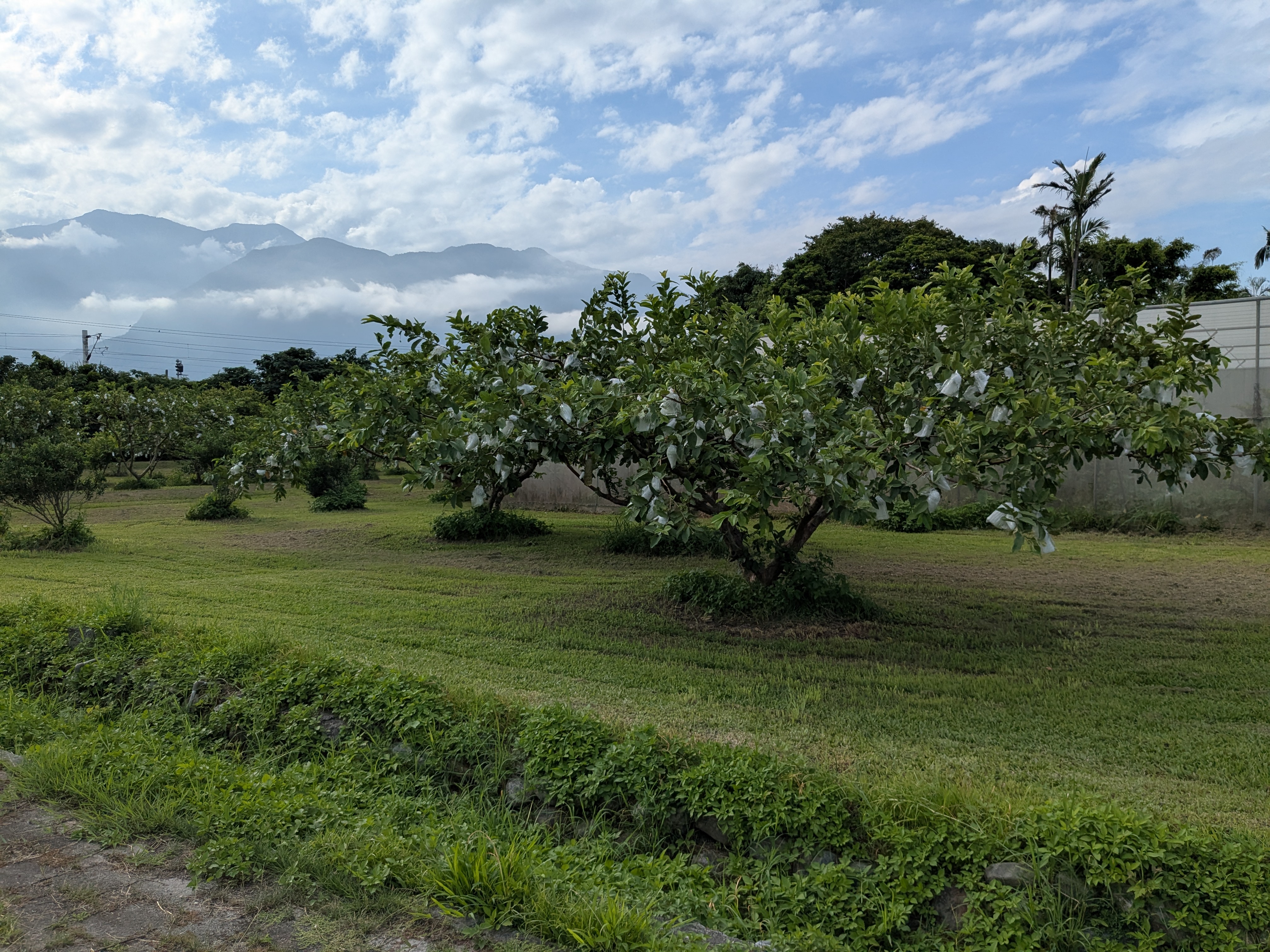 果樹栽培區 果樹栽培區
