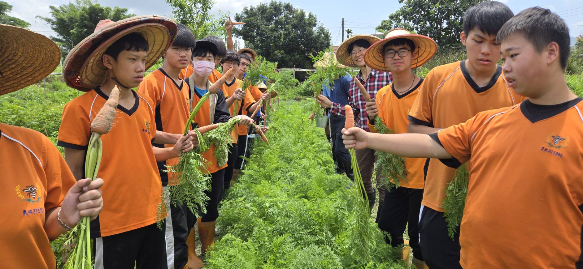 胡蘿蔔採收