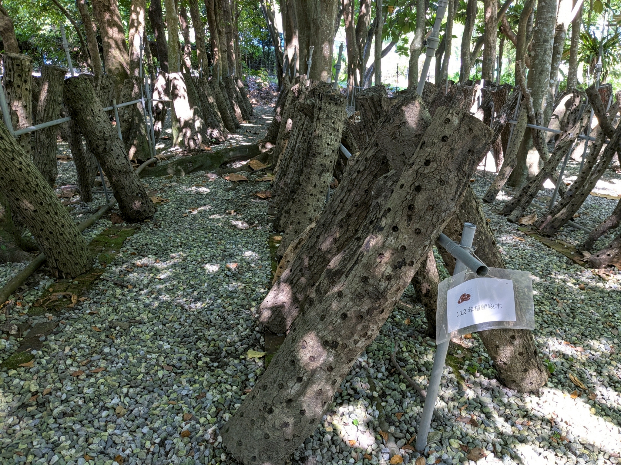 林下經濟-段木香菇生產 林下經濟-段木香菇生產