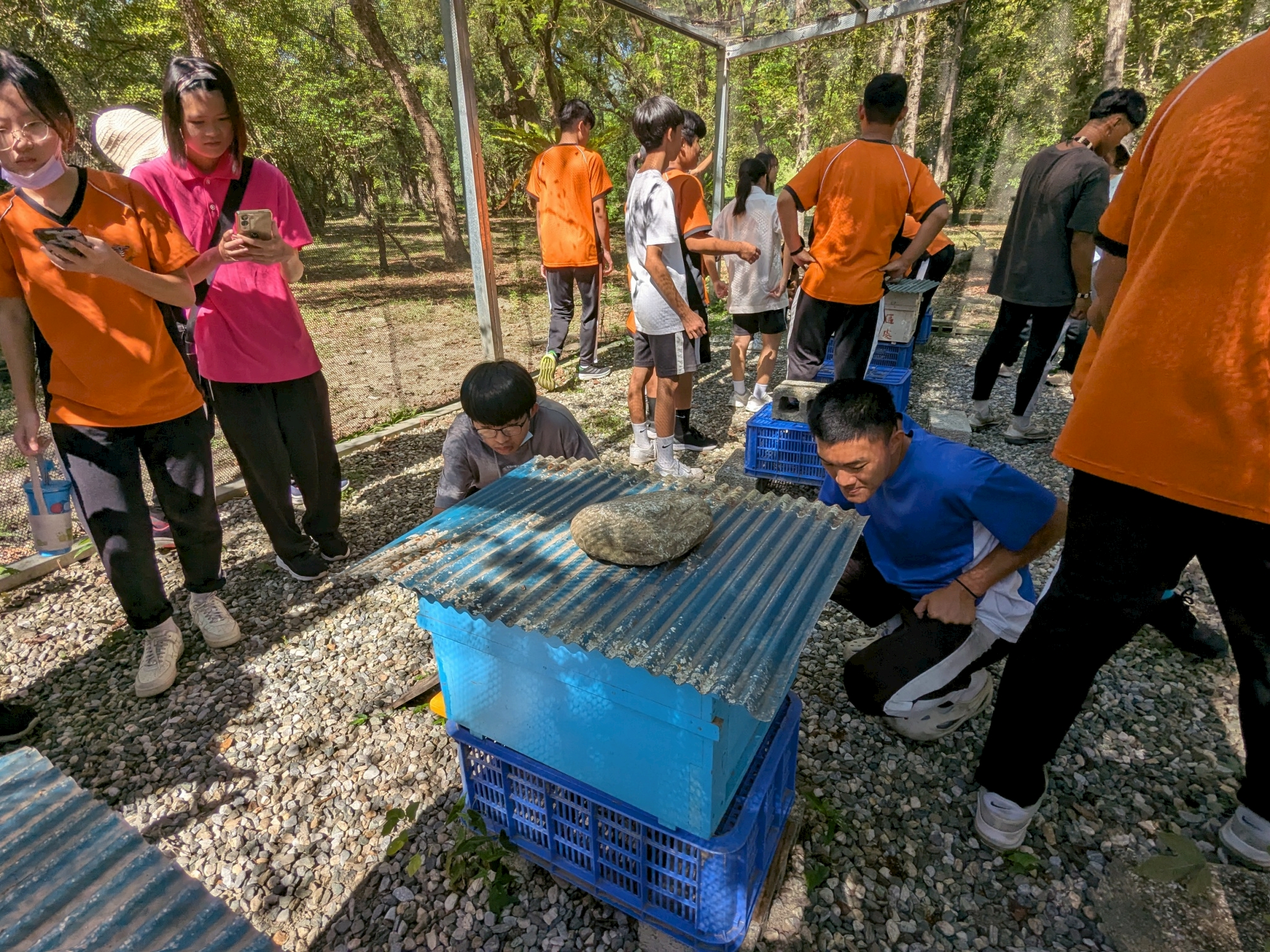林下經濟:養蜂 林下經濟:養蜂